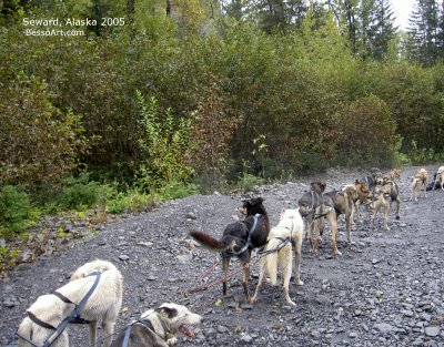 Alaska Dog Sled  2005