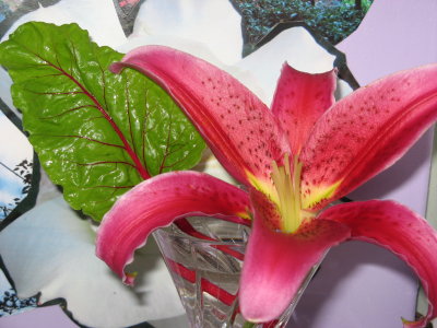 Pink Lilly with Swiss Chard Leaf