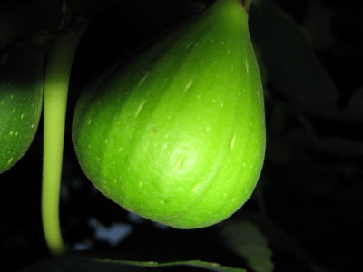 FIG