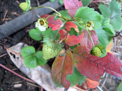 Strawberry October  Surprise