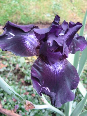 Iris October Blooming