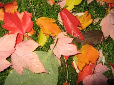 fallen leaves rain 2011