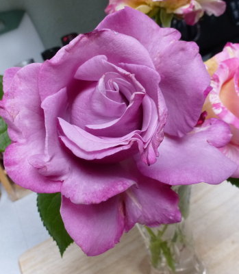 Besso Rose June 2012