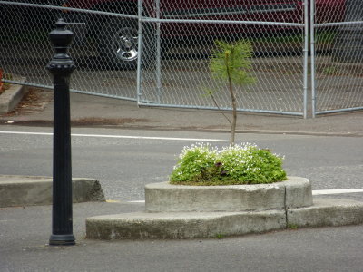 Mill's End Park, World's Smallest Park Portland Oregon