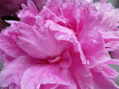 Peony Spring