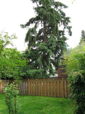 Backyard Douglas Fir
