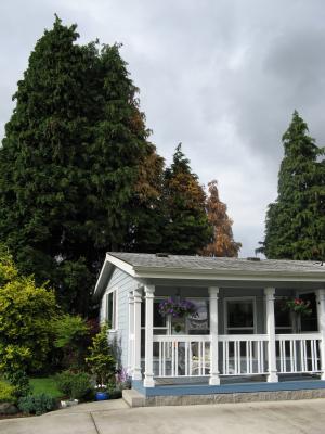 Cedar Trees sick