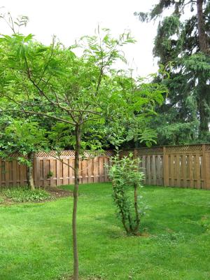 Marlene's lush green yard