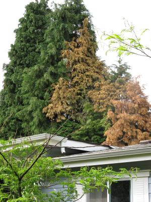 Dead Cedar Trees