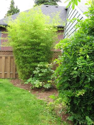 Bamboo, Wisteria , Bleeding Hearts