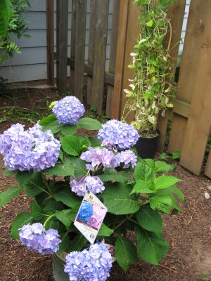 Purple Hydrangea