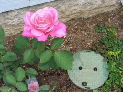 Rosie Rose May 06