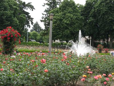 Penisula Rose Garden