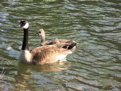 Friends strolling along the Willamette
