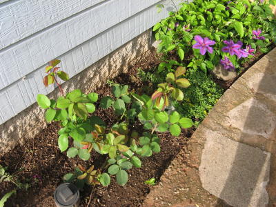Roses and Striped Purple Clemetis