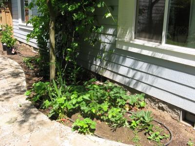 Strawberries, Grapevine and Herbs