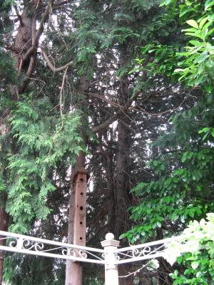 Birdhouse view from Marlene's deck