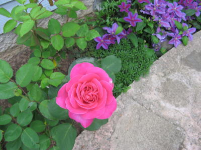 Roses Purple Clematis