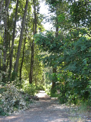 Kelly Point Park Cotton Wood Trees