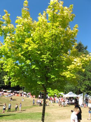 Maple Tree at Cathedral Park