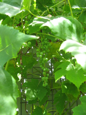 Backyard Grapevine!