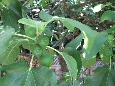 Figs Galore!