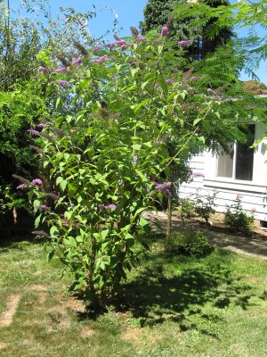 Purple Butterfly Bush