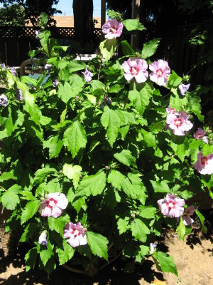 Purple Hibicus Bush
