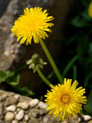 Dandelions On The Rocks