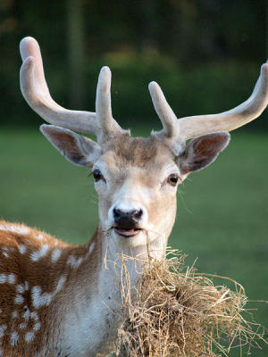 Food For New Antlers