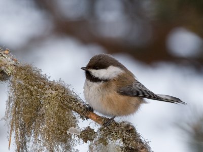 Lapmejse, Finland march