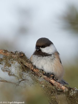 Lapmejse, Finland march