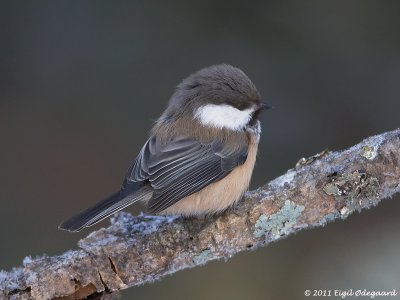 Lapmejse, Finland march