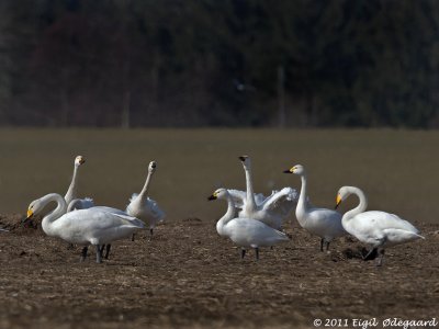 Pibesvane, Denmark March