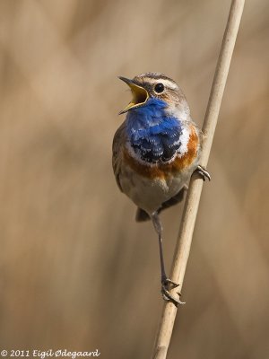 Blaahals sydlig, male