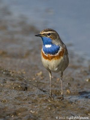 Blaahals sydlig, male