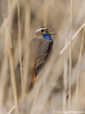 Blaahals sydlig, male