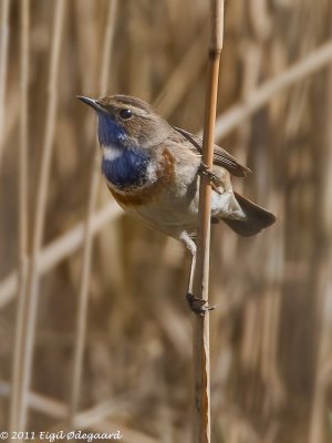 Blaahals sydlig, male