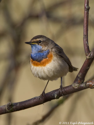 Blaahals sydlig, male