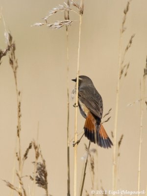 Blaahals sydlig, male