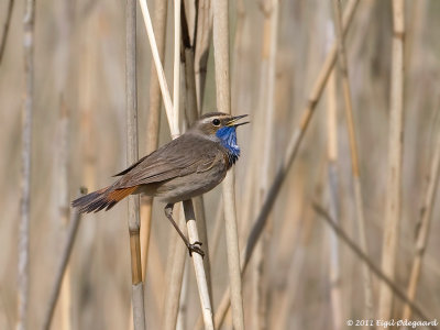 Blaahals sydlig, male