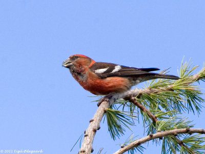Hvidvinget Korsnęb (Loxia leucoptera))