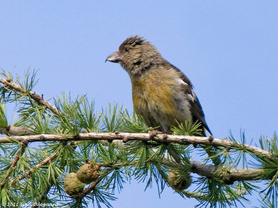Hvidvinget Korsnb (Loxia leucoptera))