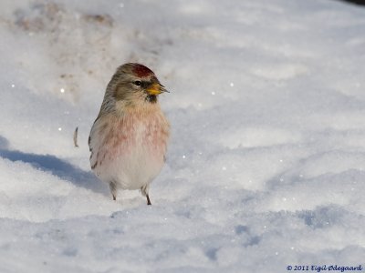 Hvidsisken (Carduelis hornemanni)