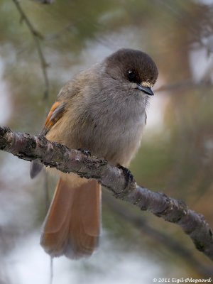 Lavskrige (Perisoreus infaustus)