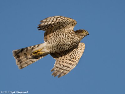 Spurvehg (Accipiter nisus)