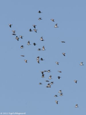 Huldue migrating Falsterbo Sept.