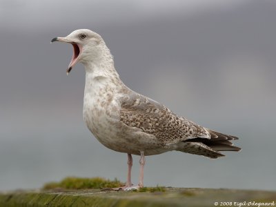 Slvmaage (Larus argentatus)
