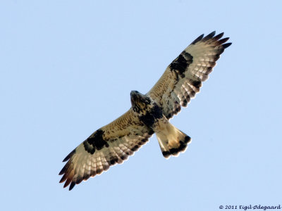 Fjeldvaage (Buteo lagopus)