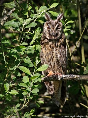 SkovHornugle (Asio otus)